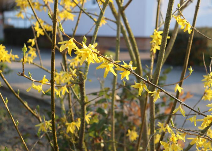 Gul glæde: Forsythia og dens rolle i haven