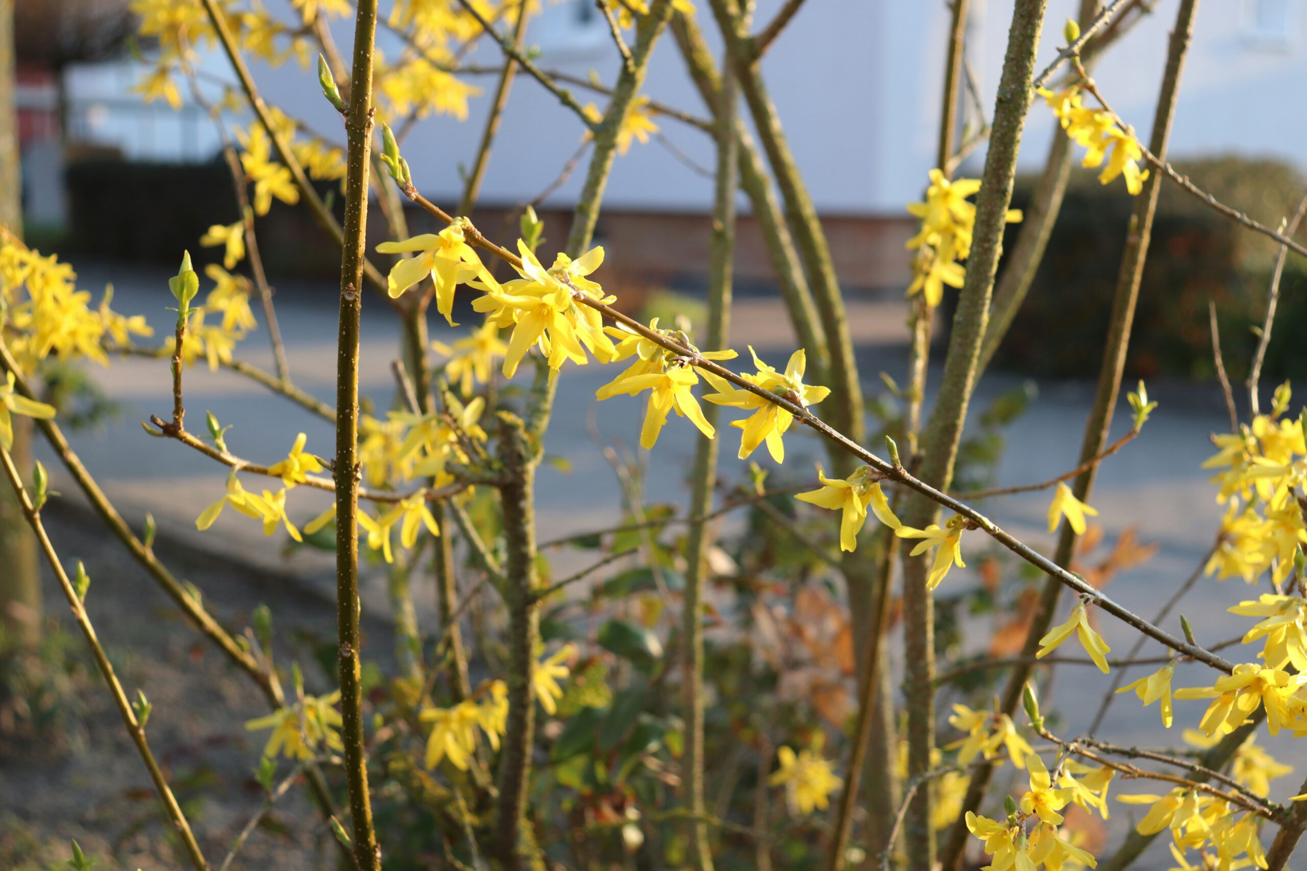 Gul glæde: Forsythia og dens rolle i haven