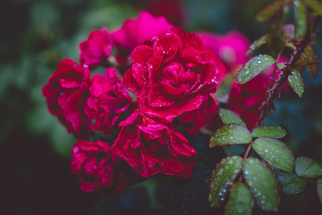 Hvem vil blive glad for en rosensaks i haven?
