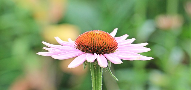 Det grønne mirakel: Echinacea og dens helbredende egenskaber