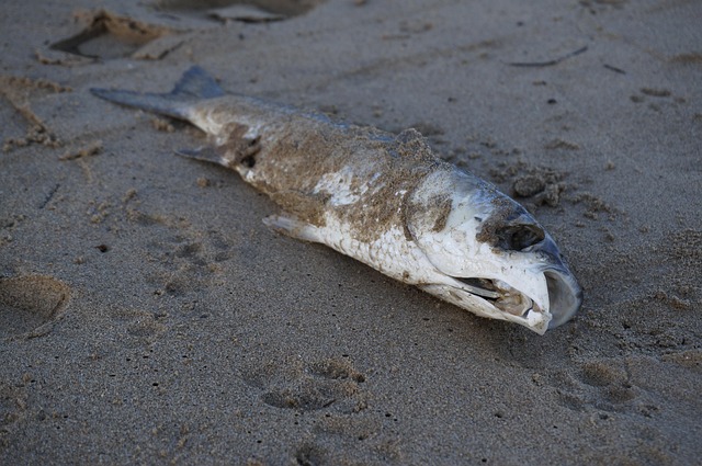 Sådan laver du den perfekte aprilsnar – tips og trin-for-trin guide