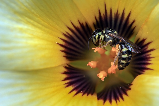 Hvepsestik: Så farligt er det faktisk - og hvad du skal gøre